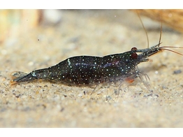 CARIDINA WHITE SPOTTED BLACK 1 5-2