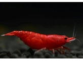 CARIDINA BLOODY MERY selection AA 1 5-2