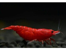 CARIDINA BLOODY MERY selection AA 1 5-2