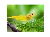 CARIDINA YELLOW 1 5-2