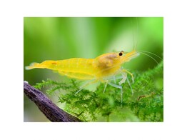 CARIDINA YELLOW 1 5-2