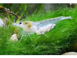 CARIDINA ZHANGJIAJIENSIS WHITE PEARL breeding 1 5