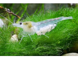 NEOCARIDINA ZHANGJIAJIENSIS WHITE PEARL breeding 1 5