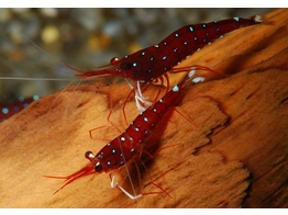 CARIDINA DENNERLI 1