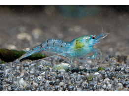 CARIDINA ZHANGJIAJIENSIS BLUE PEARL breeding 1 5