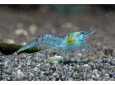 CARIDINA ZHANGJIAJIENSIS BLUE PEARL breeding 1 5