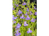 Mimulus ringens