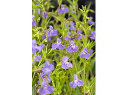 Mimulus ringens