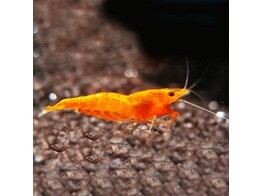 CARIDINA SP. ORANGE SHRIMP  breeding form  1-1 5