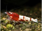 CARIDINA TAIWAN BEE PINTO RED 1 2-1 5