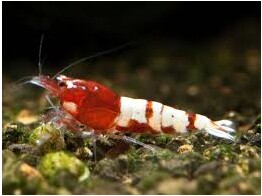 CARIDINA TAIWAN BEE PINTO RED 1 2-1 5