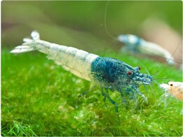 CARIDINA TAIWAN BEE BLUE BOLT 1 2-1 5