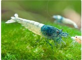 CARIDINA TAIWAN BEE BLUE BOLT 1 2-1 5