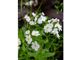 Myosotis palustris Alba