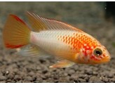 APISTOGRAMMA MACMASTERI GOLD RED MASK 3 - 4