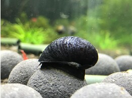 NERITINA MILITARI SNAIL 2-2 5