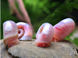 PLANORBELLA DURYI alabaster-pink 1-1 2