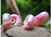 PLANORBELLA DURYI alabaster-pink 2