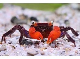 GEOSESARMA RED DEVIL CRAB 3