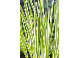 Acorus calamus  Variegata 