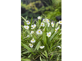 Baldellia ranunculoides