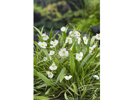 Baldellia ranunculoides