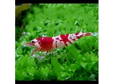 CARIDINA CRYSTAL RED grade A breeding form 1 5