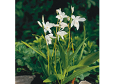 Bletilla striata Alba