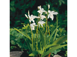 Bletilla striata Alba