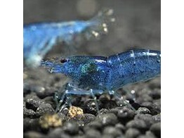 NEOCARIDINA BLUE FOOL 1 5-2