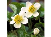 Caltha palustris  Alba 