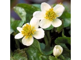 Caltha palustris  Alba 