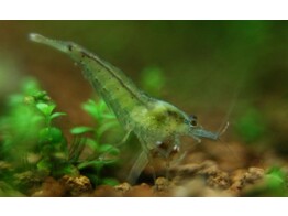 NEOCARIDINA PALMATA GREEN breding form 1