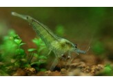 NEOCARIDINA PALMATA GREEN breding form 1