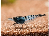 NEOCARIDINA CARBONE RILI 1 3-2