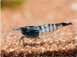 NEOCARIDINA CARBONE RILI 1 3-2