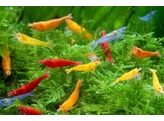 CARIDINA MIX COLOR 1 5-2