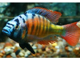 HAPLOCHROMIS MIGORY 4-5