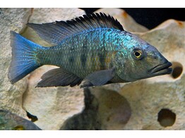 FOSSOROCHROMIS ROSTRATUS 5-6