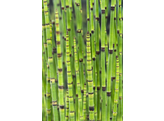 Equisetum japonica