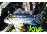 APISTOGRAMMA JURIENSIS 3