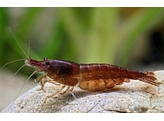 CARIDINA CHOCOLATE SAKURA 1 5-2