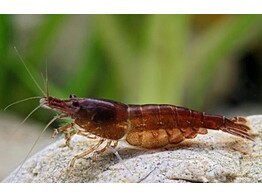 NEOCARIDINA CHOCOLATE SAKURA 1 5-2