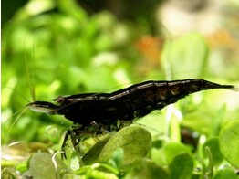 NEOCARIDINA BLACK SAKURA 1 5-2