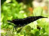 NEOCARIDINA BLACK SAKURA 1 5-2