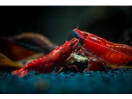 NEOCARIDINA DARK RED 2