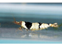 CARIDINA BLACK/WHITE CRYSTAL 1