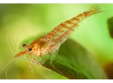 CARIDINA HETEROPODA ALGAE SHRIMP 1-1 5