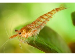 NEOCARIDINA HETEROPODA ALGAE SHRIMP 1-1 5