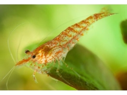 CARIDINA HETEROPODA ALGAE SHRIMP 1-1 5